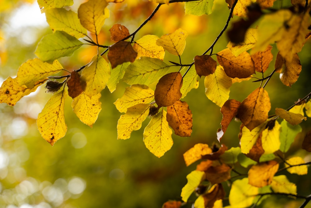 yellow leaves in tilt shift lens