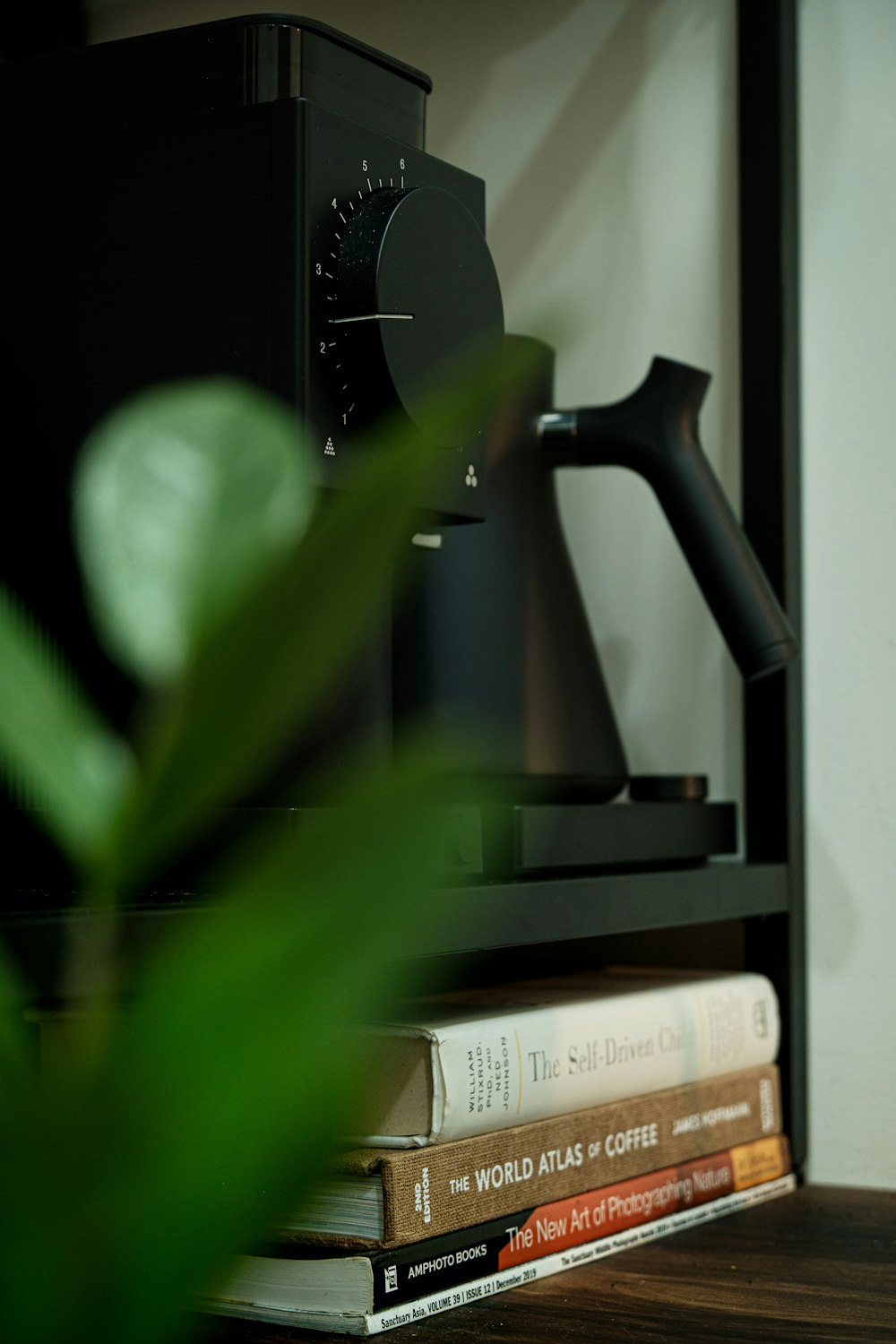 green plant on black wooden shelf