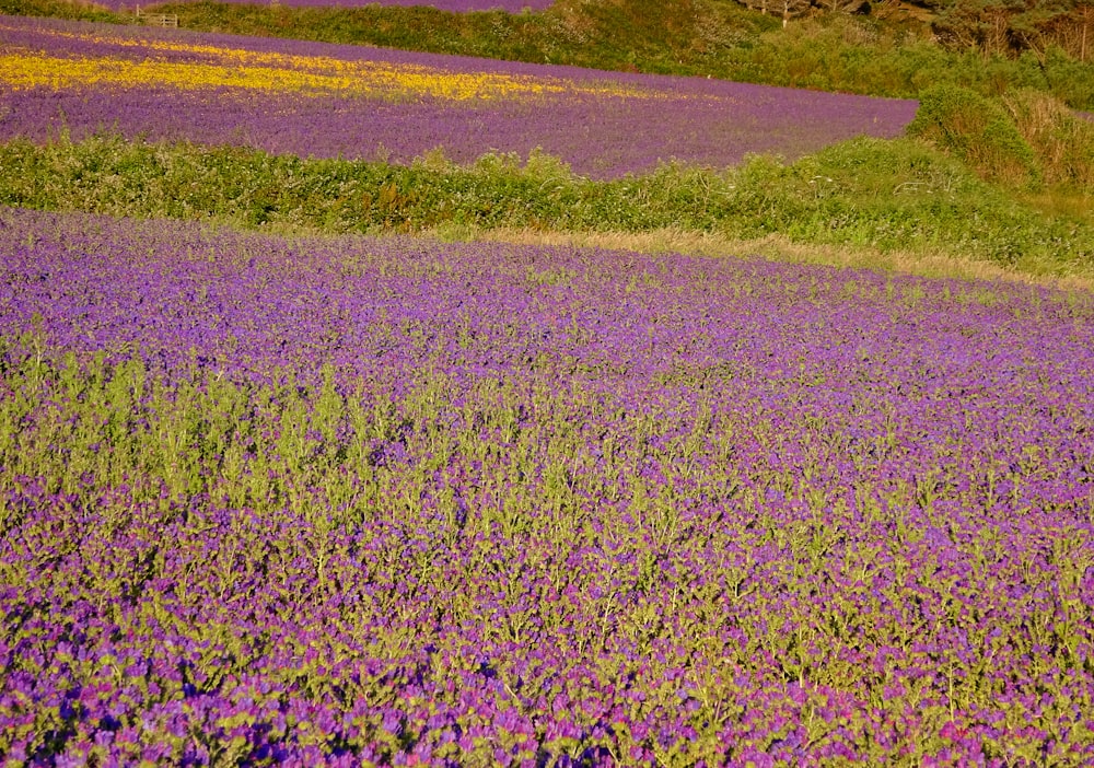 champ de fleurs violettes pendant la journée