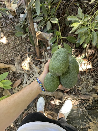 A person is holding three avocados in one hand. The surroundings include green foliage and a textured ground with dry leaves and branches. The person is wearing a colorful bracelet, white sneakers, and dark pants.