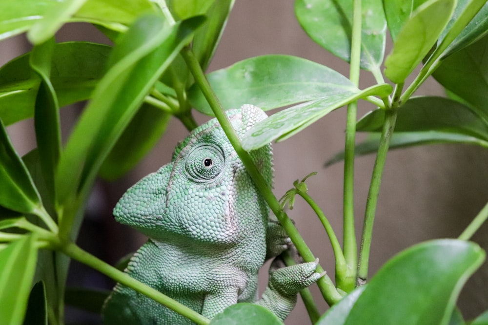 green chameleon on green plant