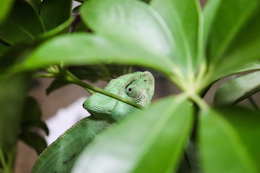 green chameleon on green tree branch