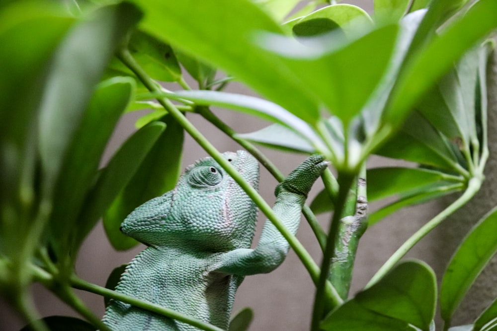 green chameleon on green plant