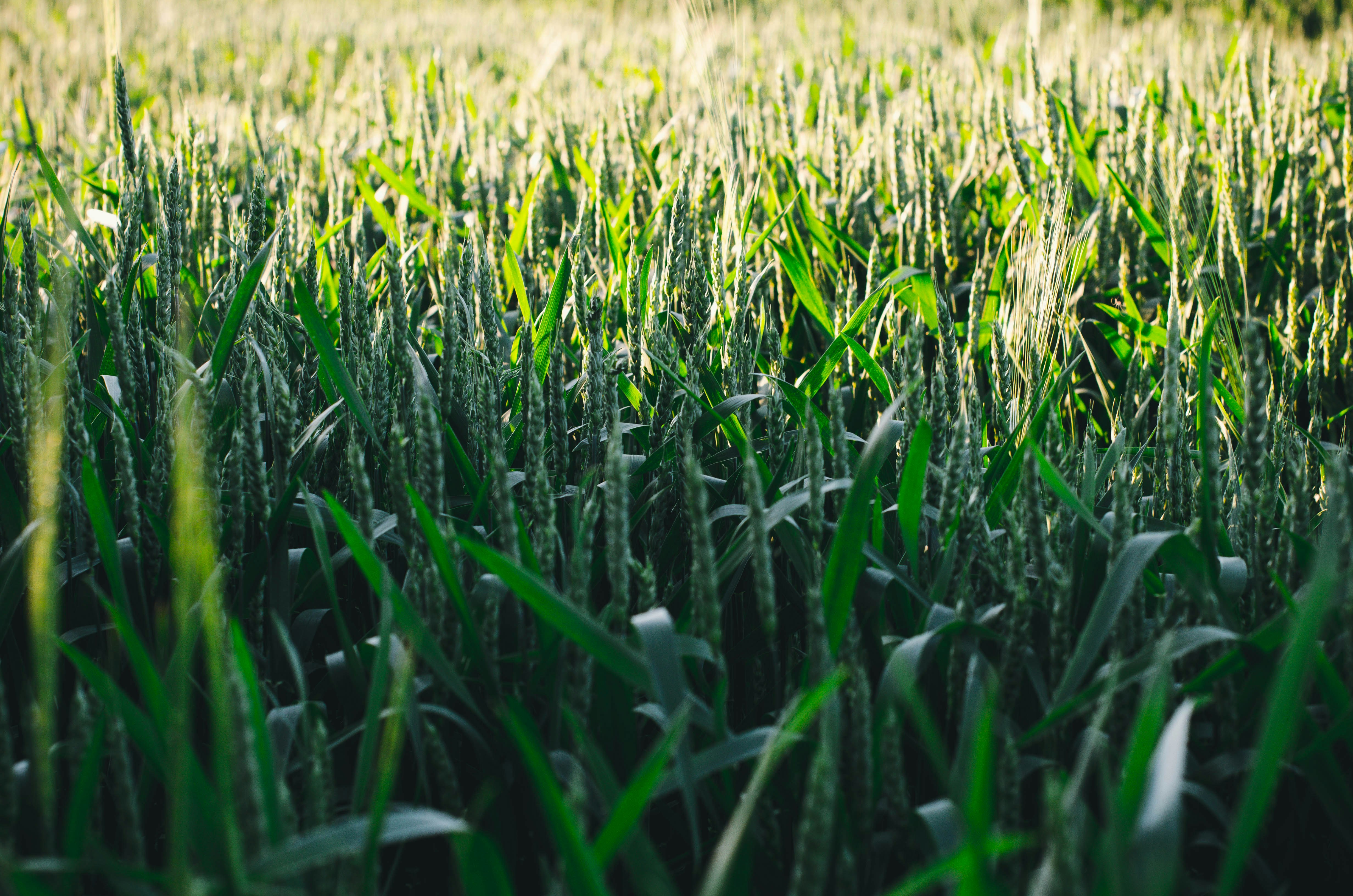 Photo by nika_benedictova