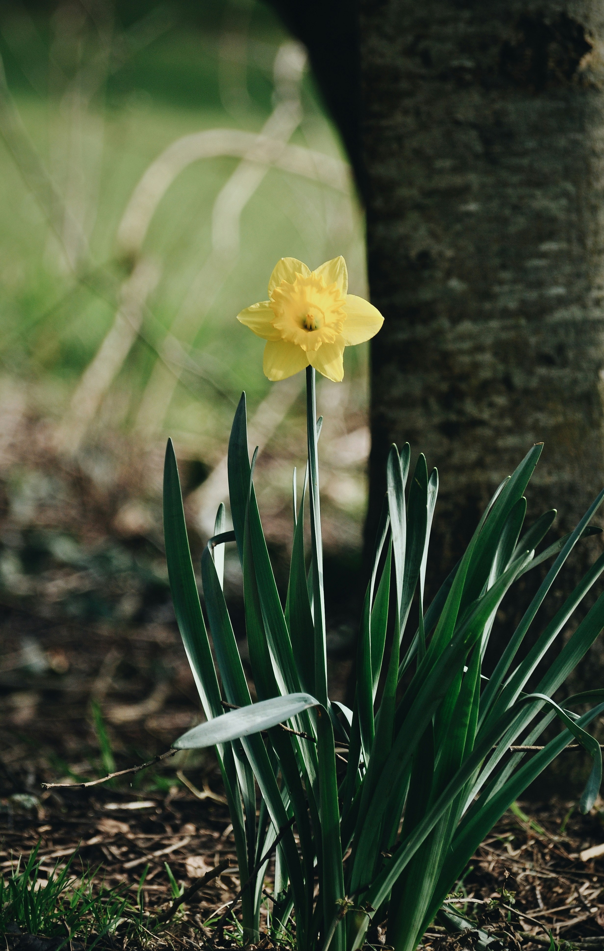 fleur jaune dans une lentille à bascule et décentrement