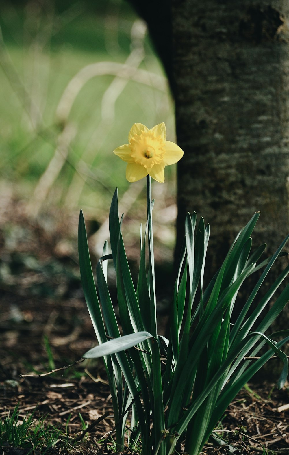 yellow flower in tilt shift lens