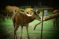 Several deer are grazing within a fenced grassy area, with one deer prominently standing near the foreground behind a wire mesh fence. The surrounding environment includes more deer and logs scattered around the open space.