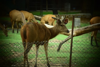 Several deer are grazing within a fenced grassy area, with one deer prominently standing near the foreground behind a wire mesh fence. The surrounding environment includes more deer and logs scattered around the open space.