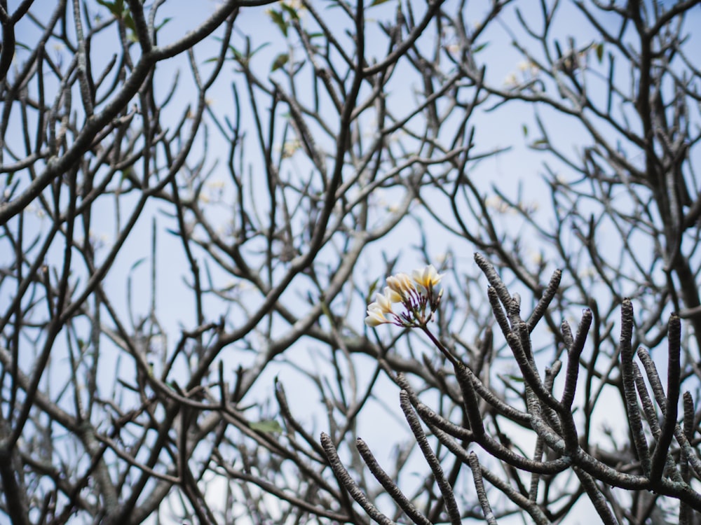 girassol amarelo no galho marrom da árvore durante o dia