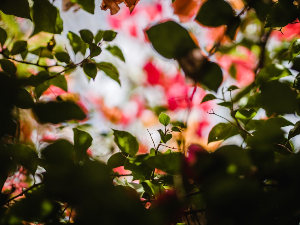 pink and white leaves in tilt shift lens