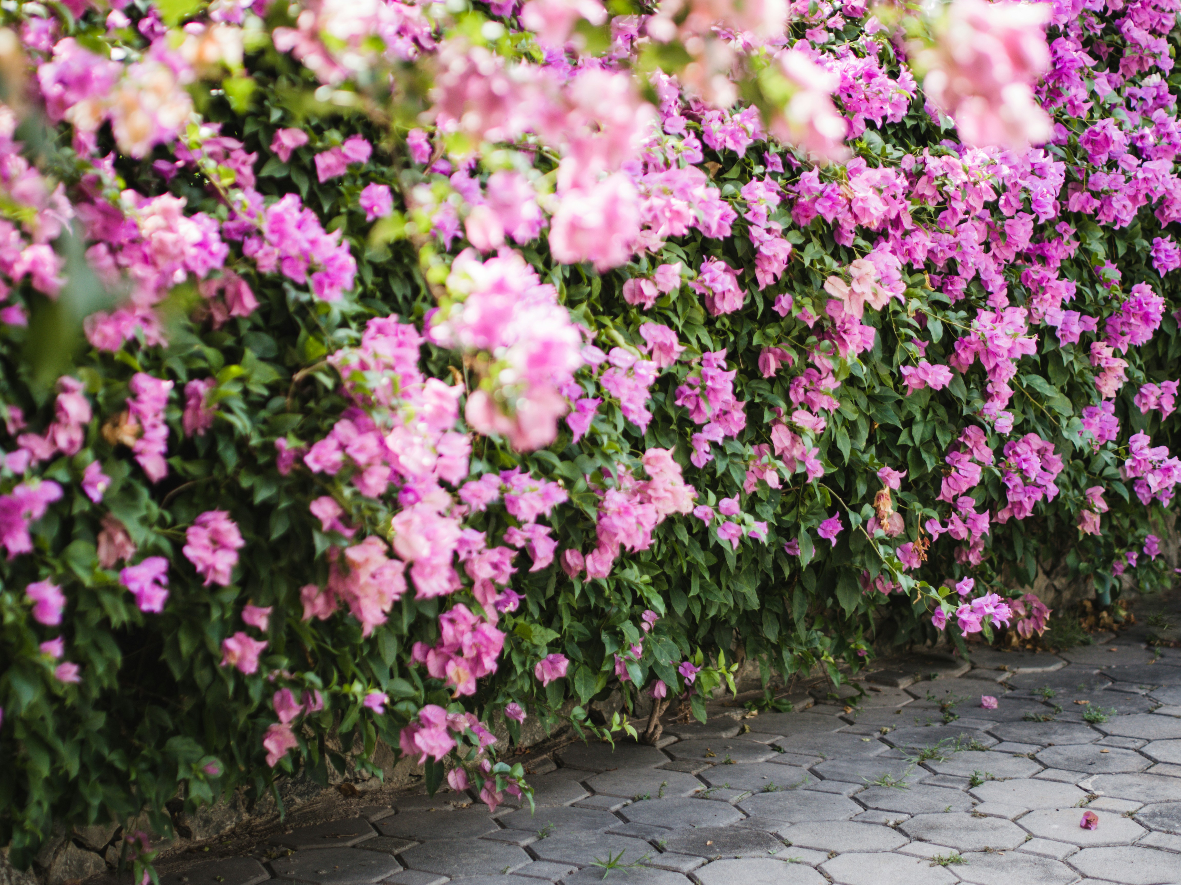 flores rosadas sobre suelo de hormigón gris