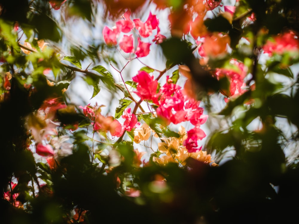 pink and white flowers in tilt shift lens