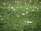 A lush green lawn is scattered with white flowers, creating a gentle and serene natural scene. The grass appears freshly cut, and the flowers stand out due to their delicate petals and subtle presence across the well-maintained grassy area.