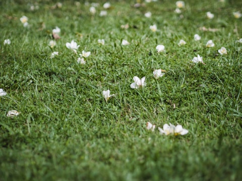 A lush green lawn is scattered with white flowers, creating a gentle and serene natural scene. The grass appears freshly cut, and the flowers stand out due to their delicate petals and subtle presence across the well-maintained grassy area.