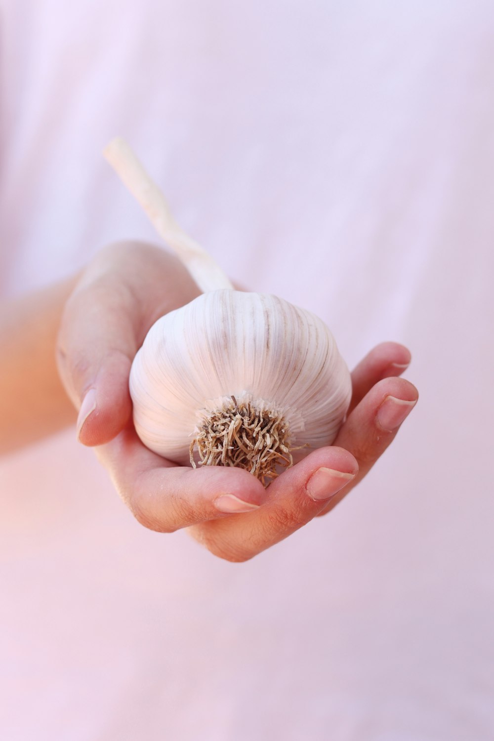 flor blanca y marrón en la mano de la persona