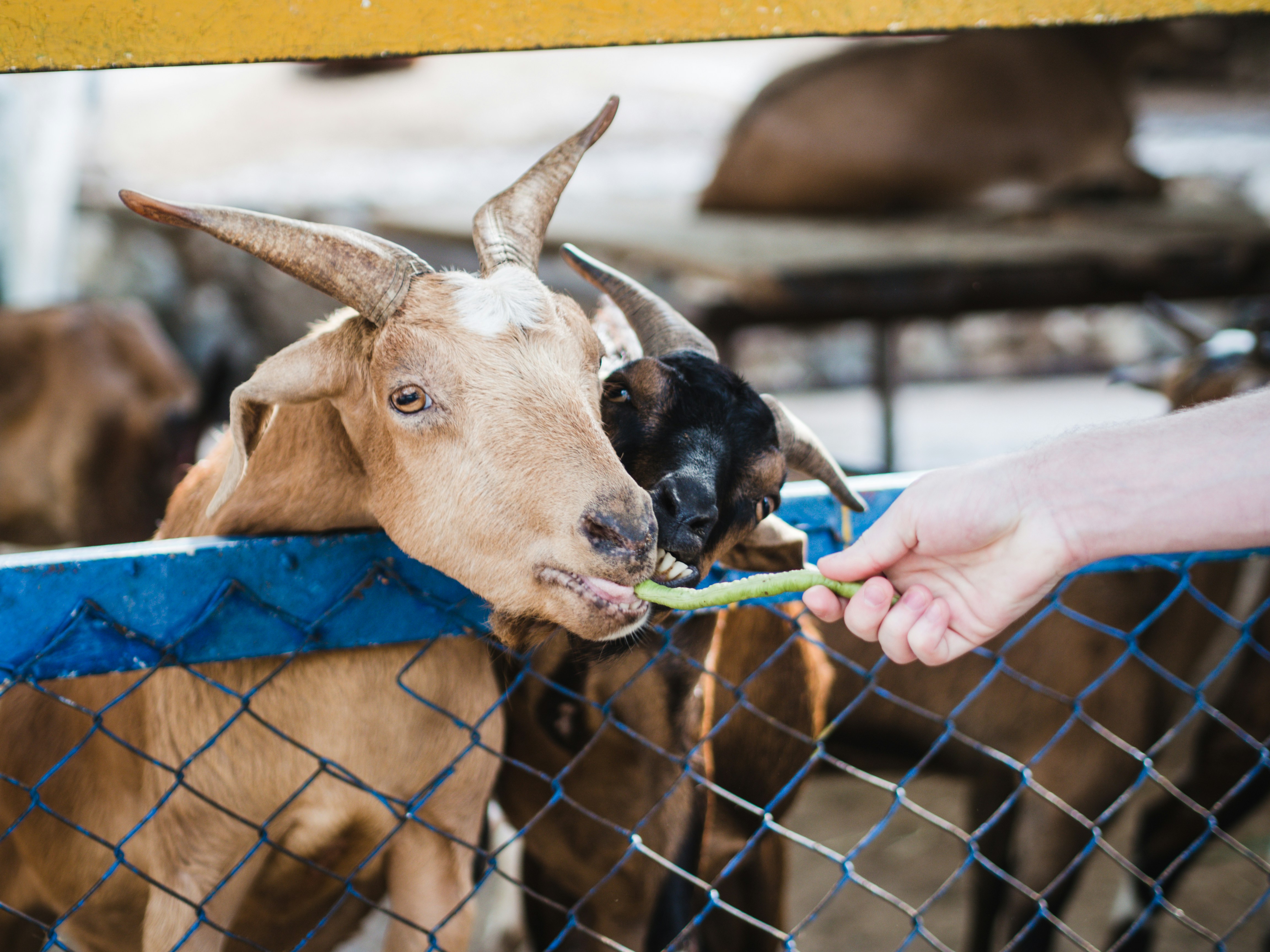 Persona sosteniendo una vaca azul y blanca