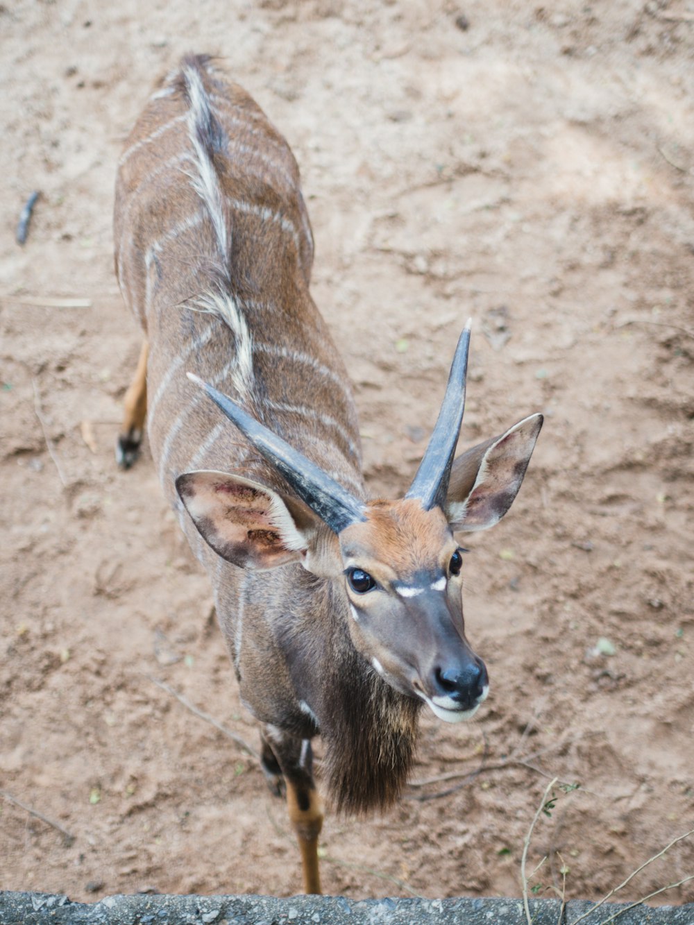 brown deer on brown soil during daytime