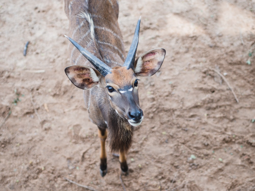 brown deer on brown sand during daytime