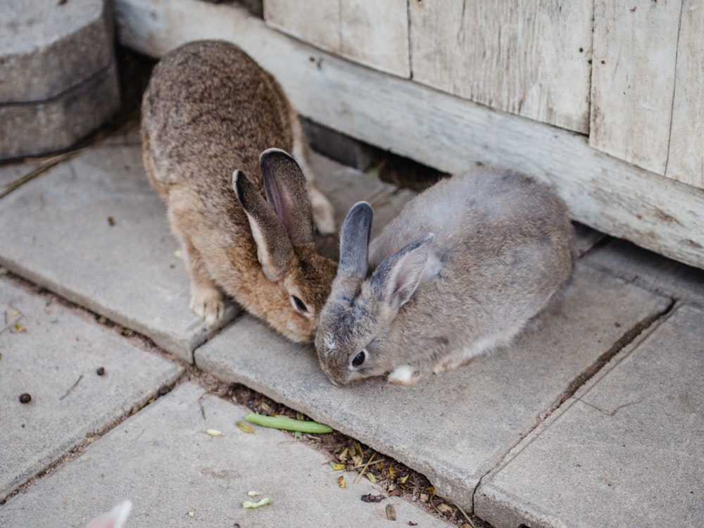 Braunes Kaninchen auf grauem Betonboden