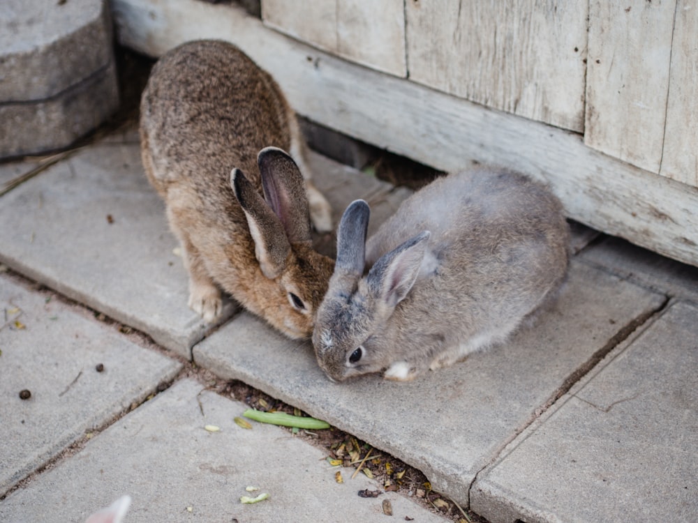 brown rabbit on gray concrete floor