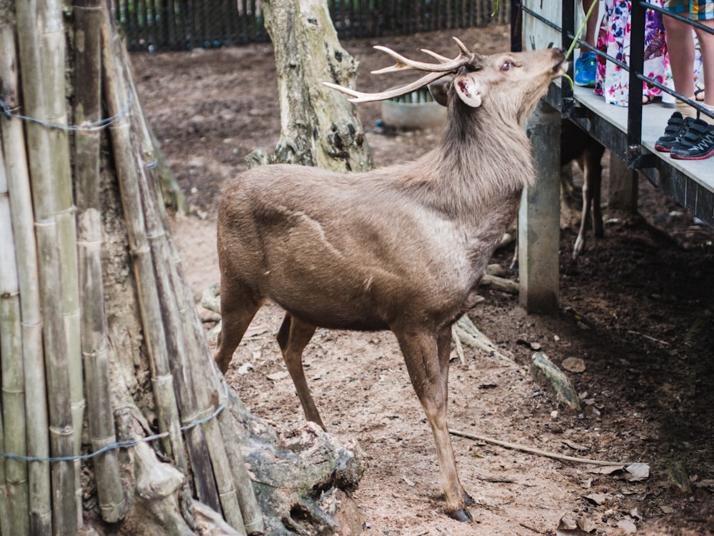 brown deer standing on brown soil during daytime