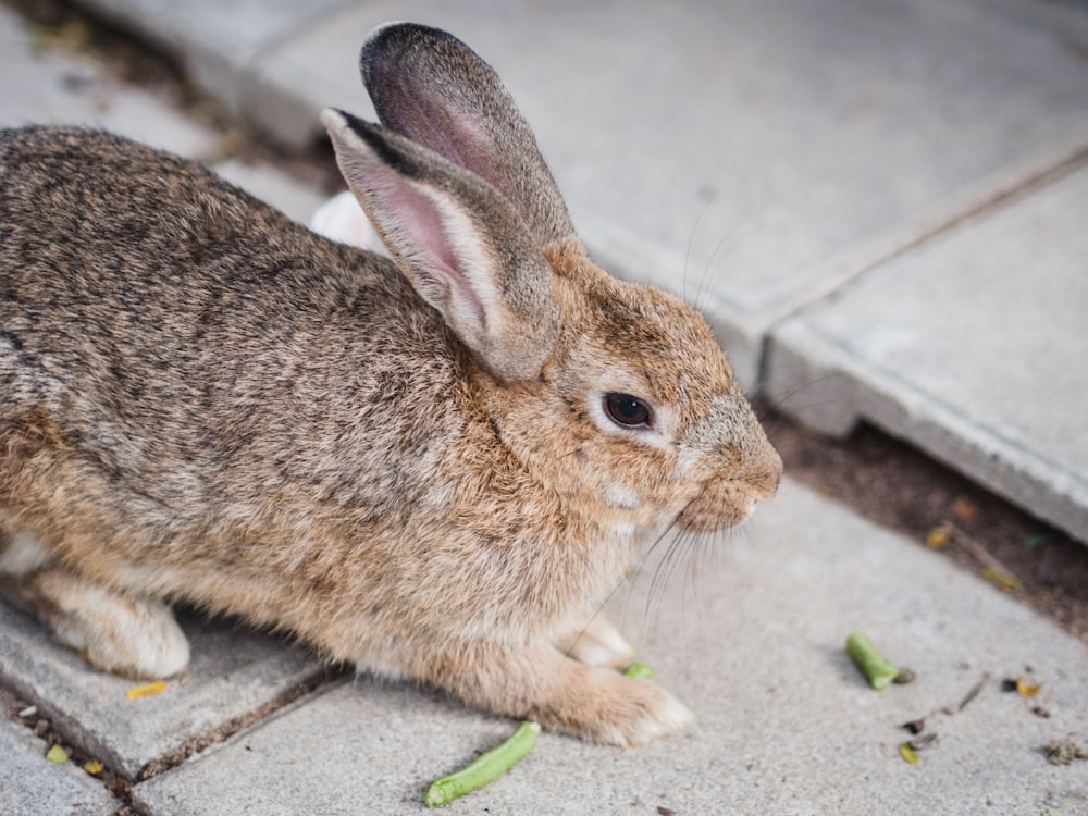 brown rabbit on gray concrete floor