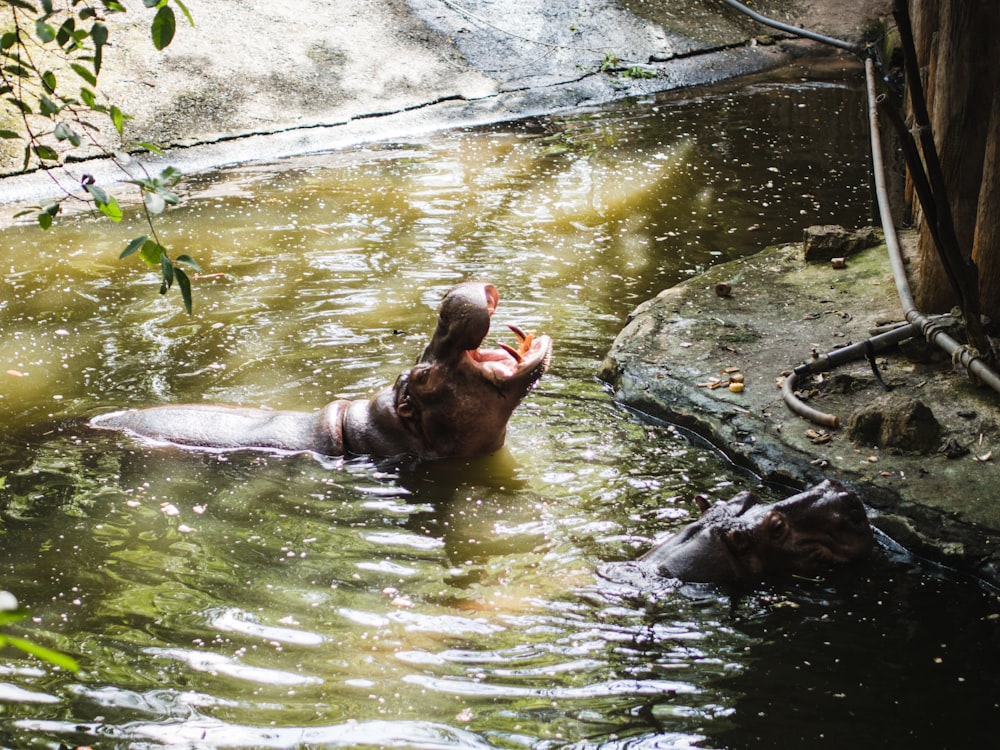 brown animal on water during daytime