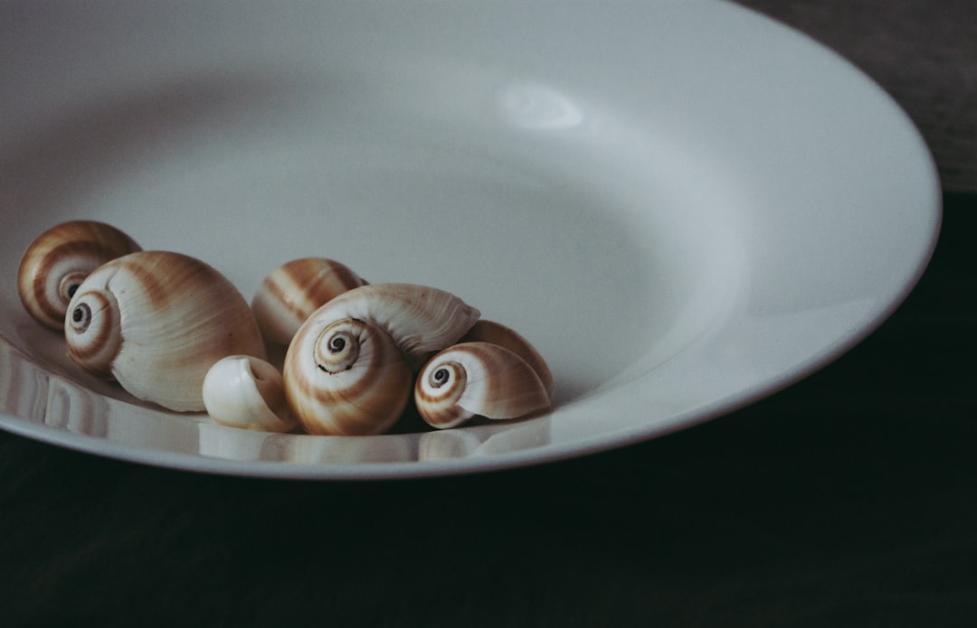 white and brown seashell on white ceramic bowl