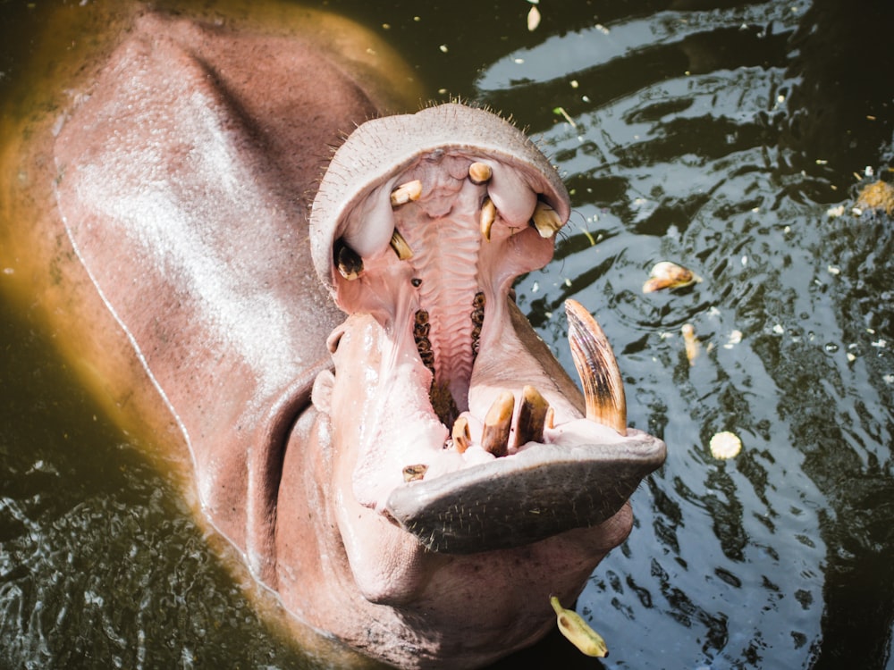 brown and white animal on water