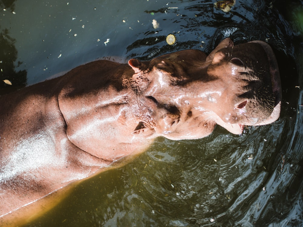 brown and white animal in water