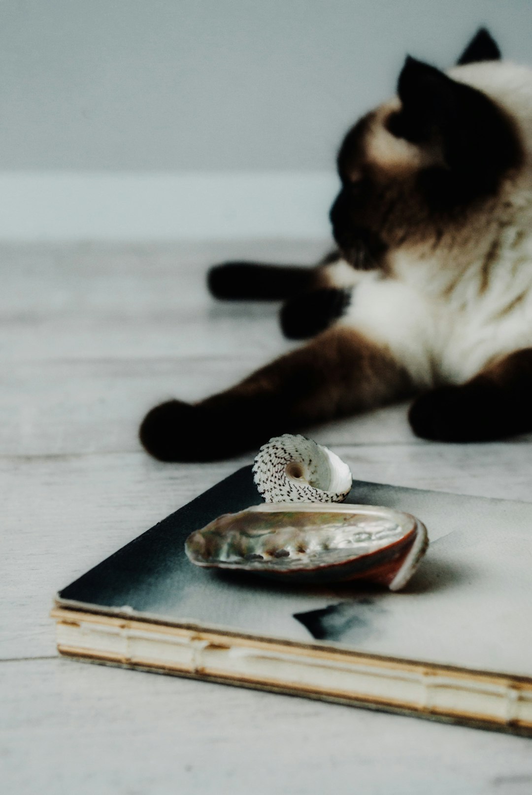 white and brown cat on brown wooden table