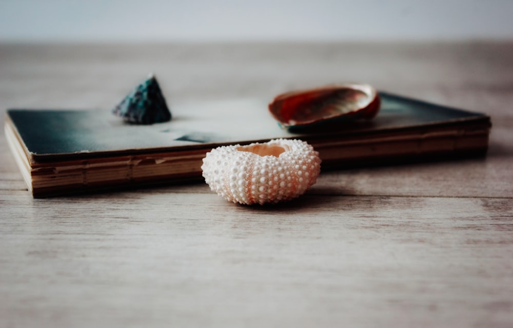 white and brown seashell on brown wooden table