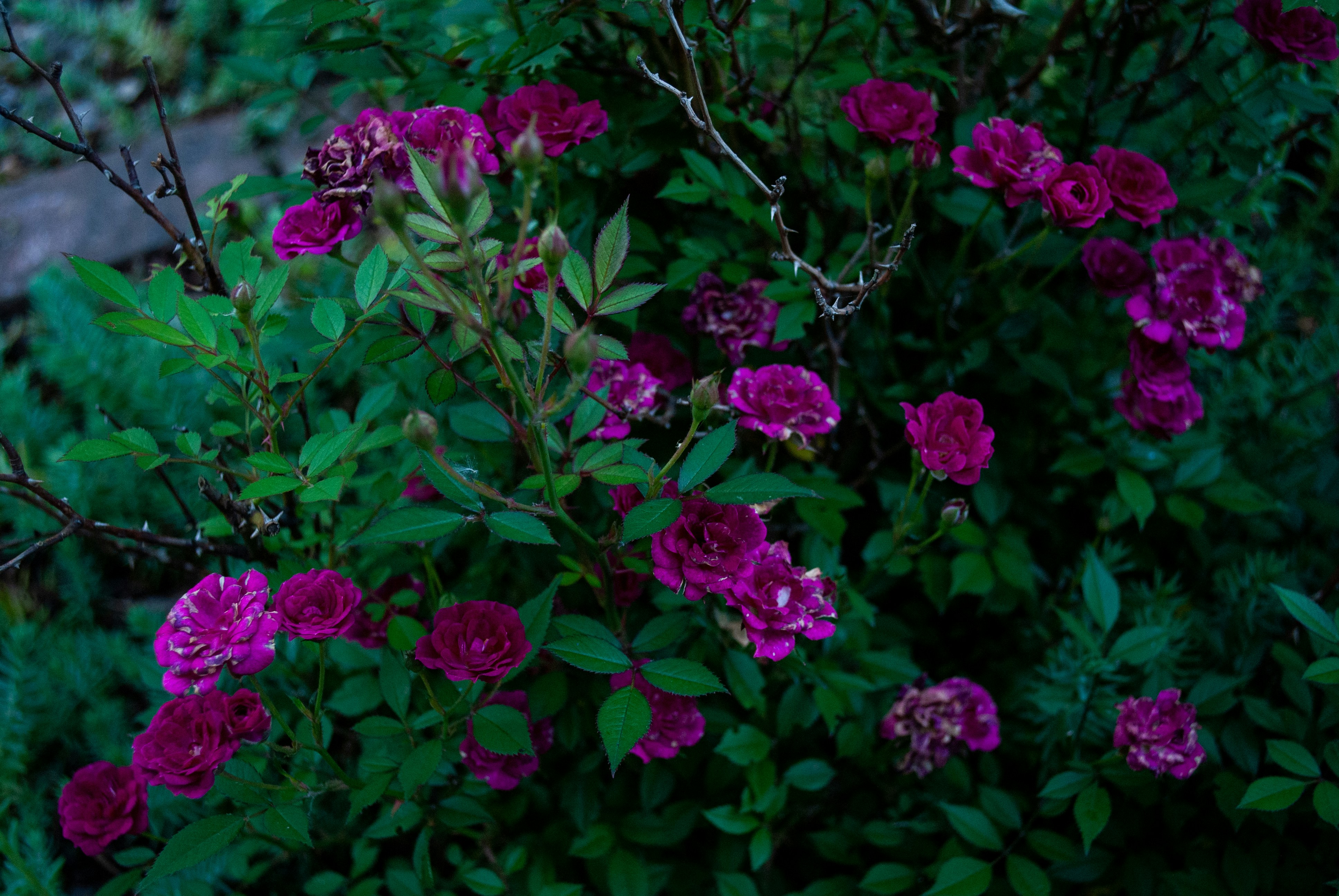 Photo by corpease