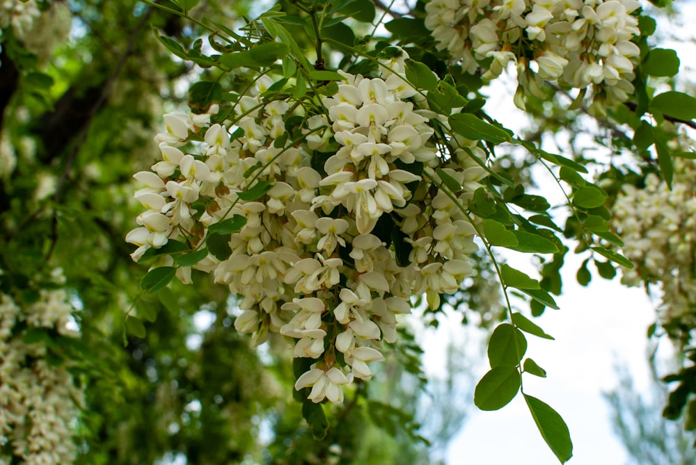 white flowers in tilt shift lens