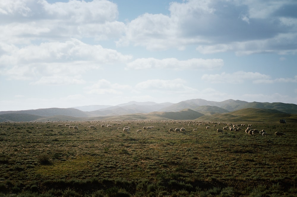 campo de hierba verde bajo nubes blancas durante el día