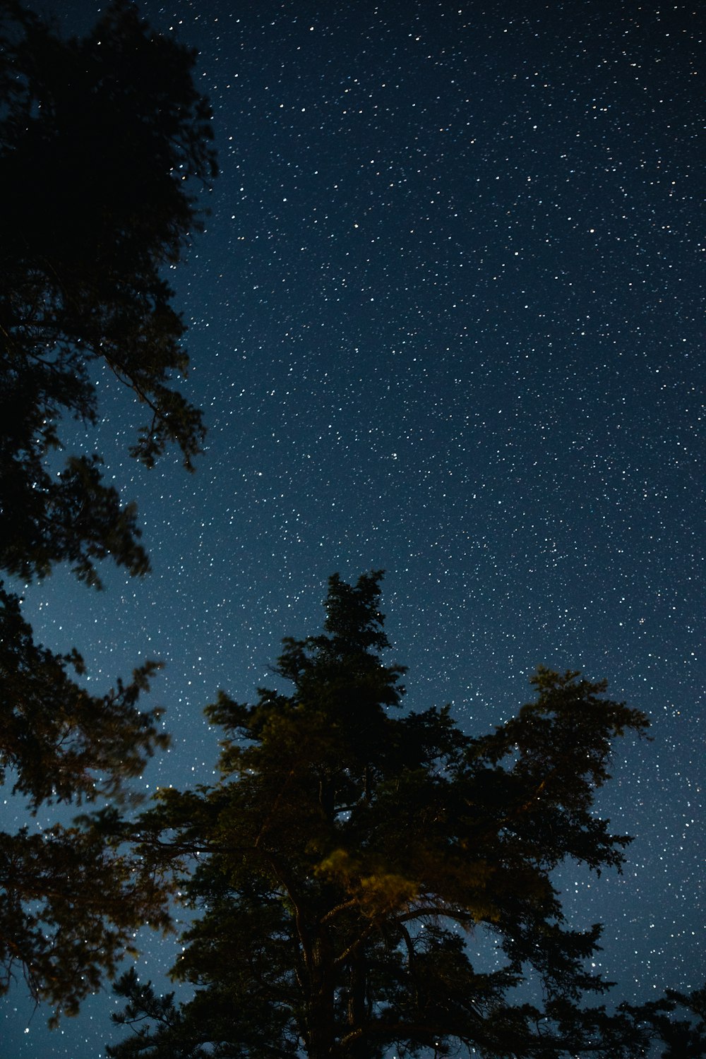 silhouette of trees under starry night