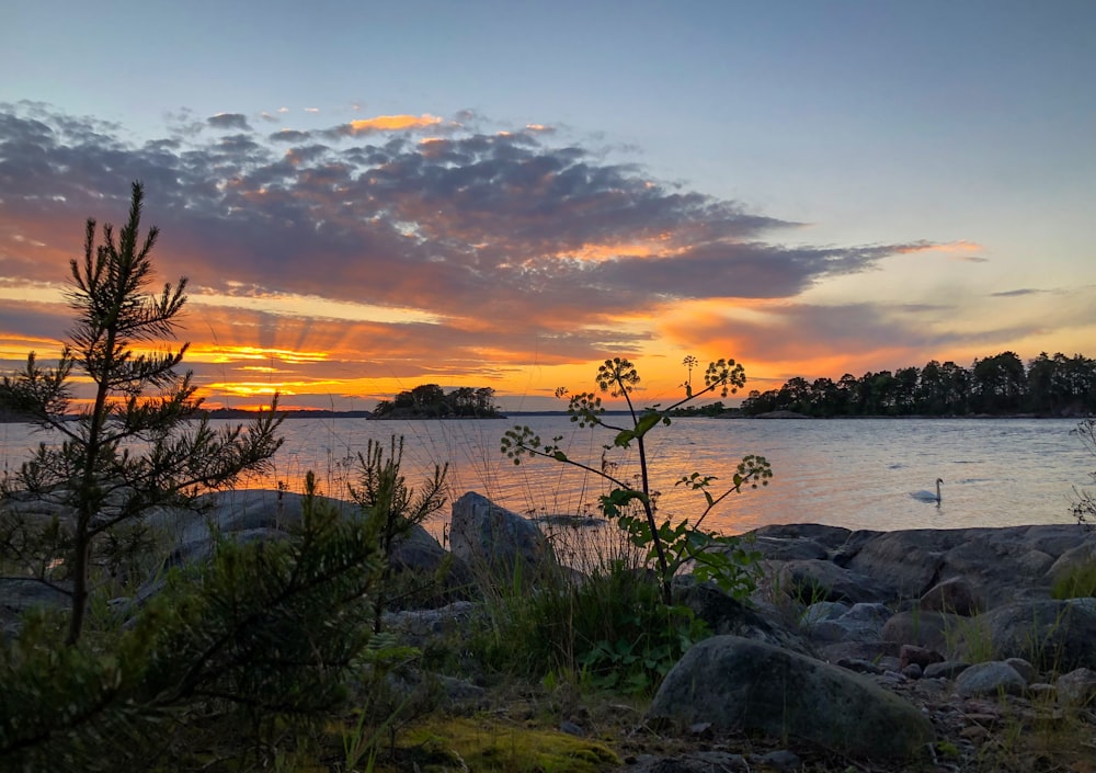 green grass near body of water during sunset