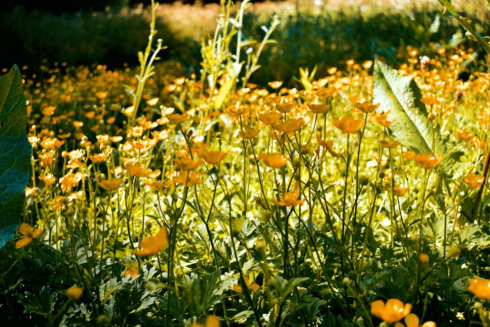 yellow flowers with green leaves during daytime