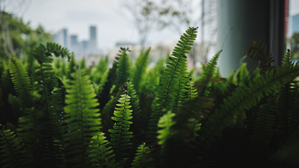 green fern plant in close up photography