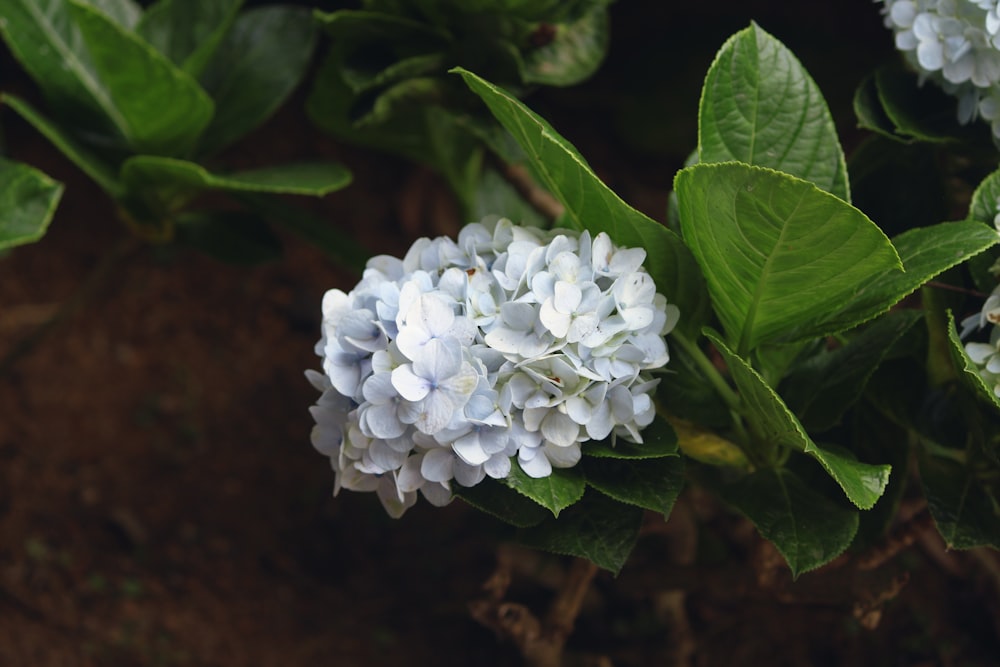 white flower with green leaves
