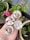 A hand holds four small round candles embedded with dried flower petals and herbs. In the background, there are potted plants with pink roses and green foliage, set against a patio or garden scene with a wooden deck.