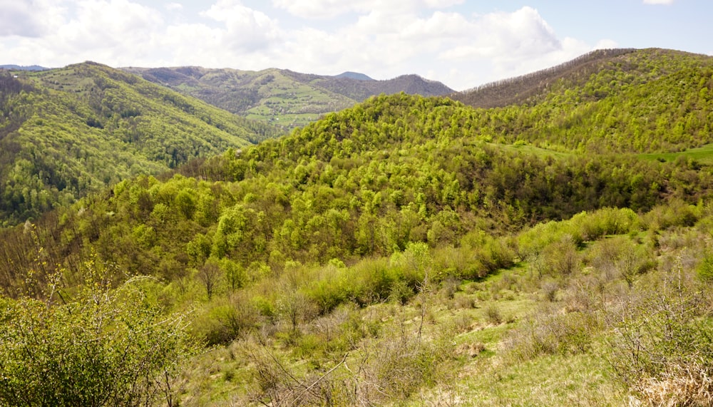 green trees on mountain during daytime