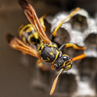 A close-up of a wasp with a vividly patterned black and yellow body, perched on a textured surface that resembles a nest. The details of the wasp's wings and head are clearly visible.