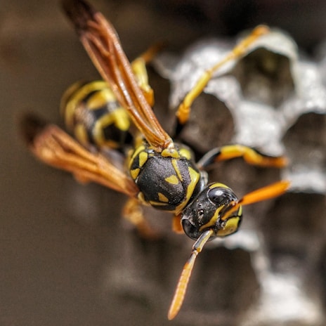 A close-up of a wasp with a vividly patterned black and yellow body, perched on a textured surface that resembles a nest. The details of the wasp's wings and head are clearly visible.