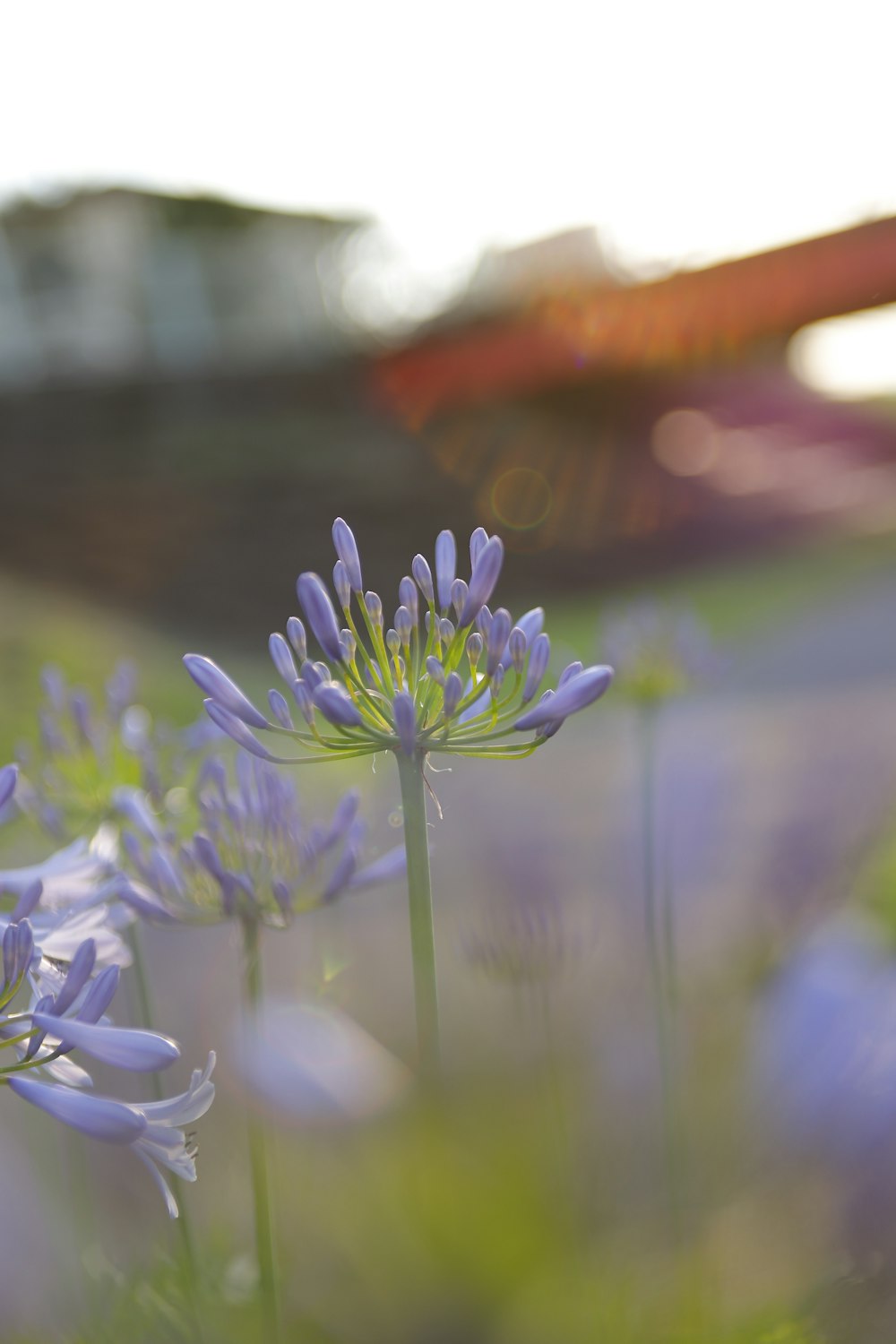 fleur violette dans une lentille à bascule