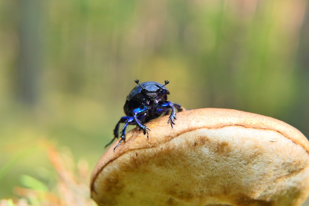 a blue beetle sitting on top of a piece of bread