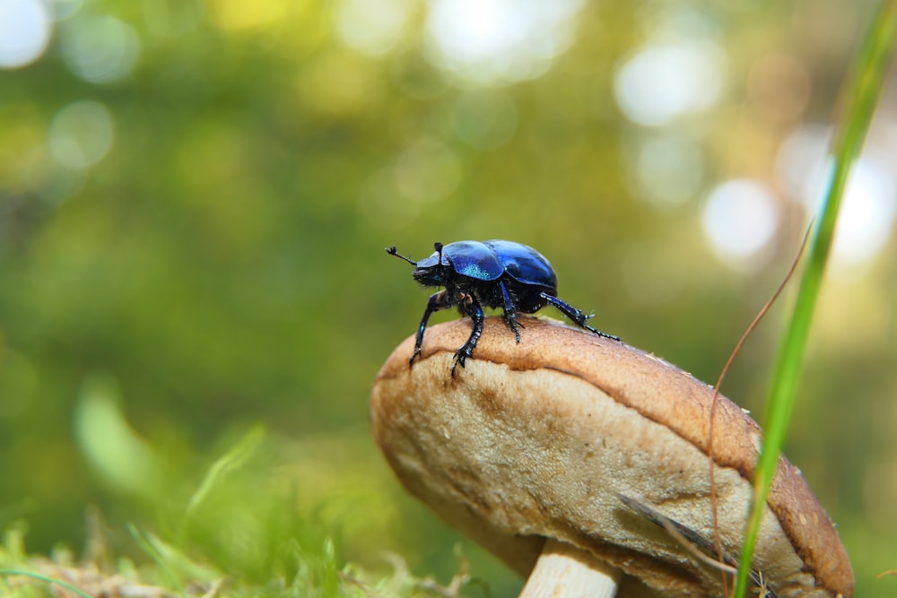 blue beetle on brown stone in close up photography during daytime