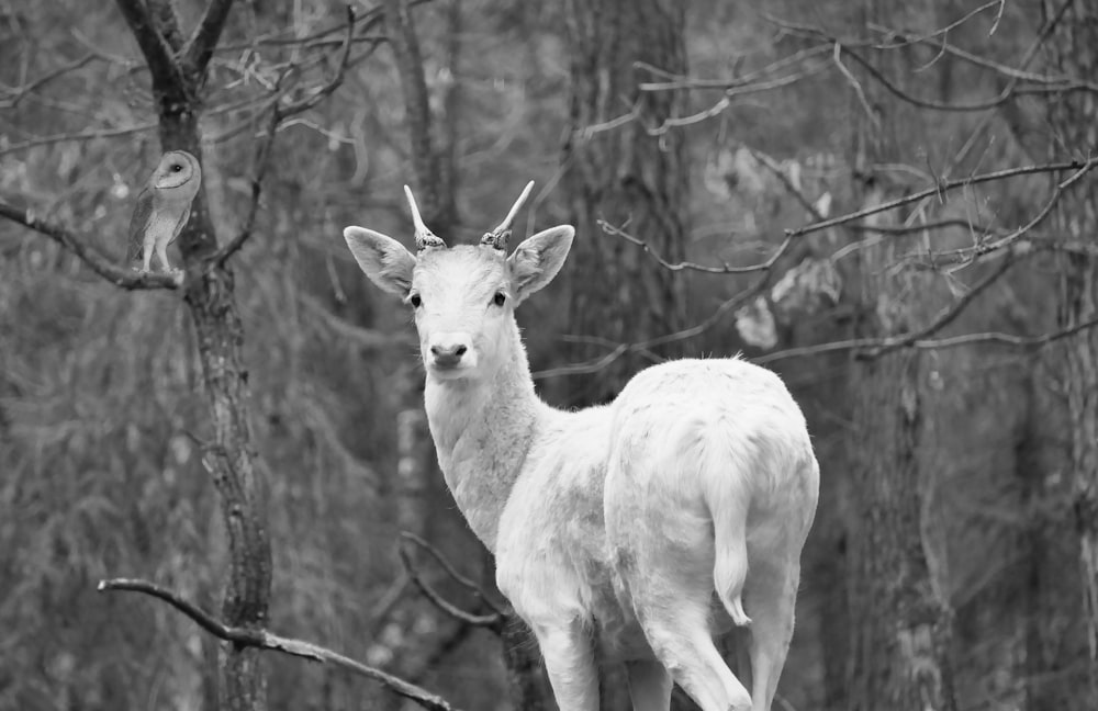 grayscale photo of a white goat