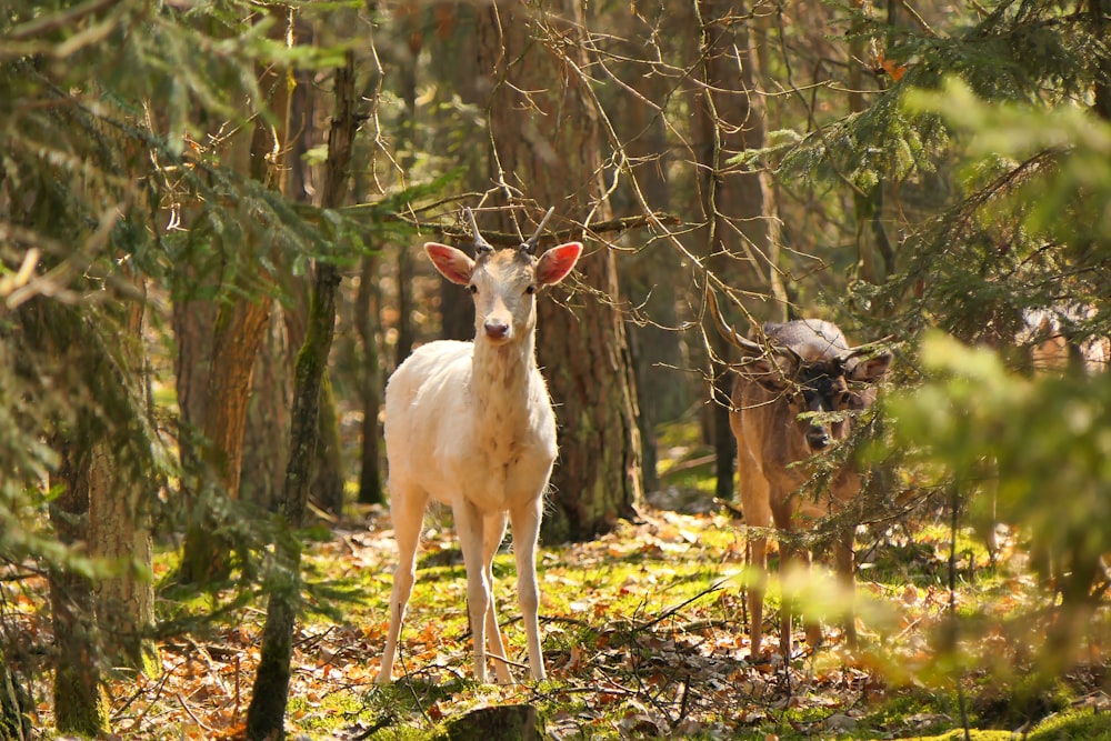 white goat standing on brown dried leaves during daytime