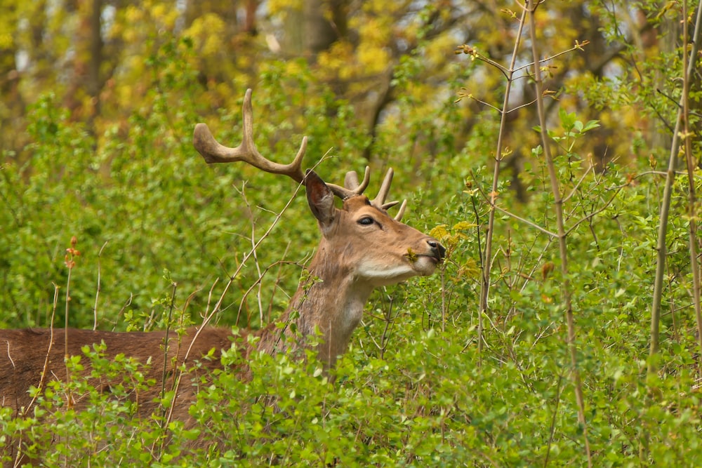 brown deer on green grass during daytime